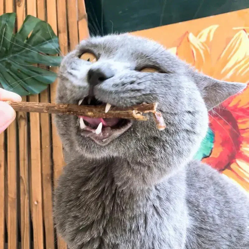 Moment drôle et spontané : Chat découvrant une brindille ludique – Image 2