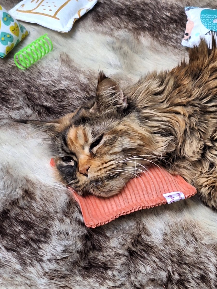 🐱 Coussin velours – Image 7